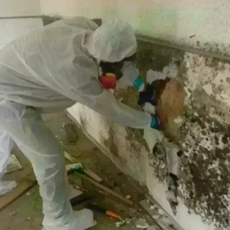 Mold Remediation and Removal in Germantown, IL